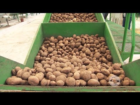 Video: Cómo Cocinar Un Cepillo De Papa