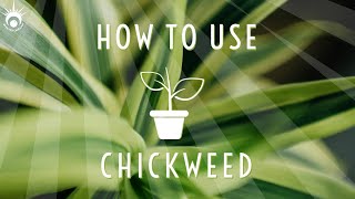 HOW TO USE AND IDENTIFY CHICKWEED // STELLARIA MEDIA