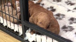 Cockapoo puppies 19 days old by Natalie AC 513 views 8 years ago 1 minute, 9 seconds