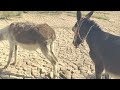 Donkey Breeding Process How Donkeys Reproduce