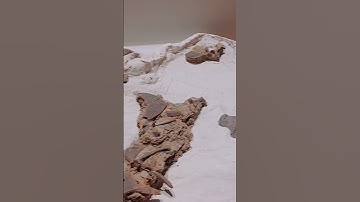 Turtle fossil  #shorts