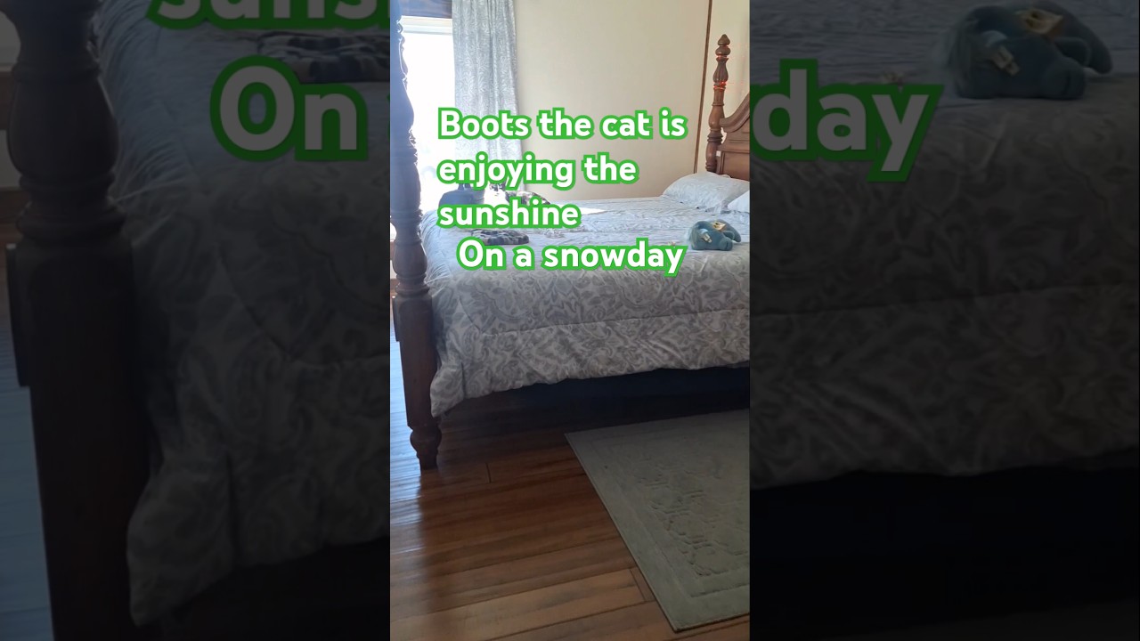 Cat enjoying the sunshine on a snowday #catvideos #catmom #catlover# ...