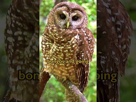 Timber Baron