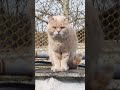 چه پسر محترمی Cats Trend Petsfofinhos Cute Cats Fyp Tiktok Shorts Viralvideo Babyshorts 