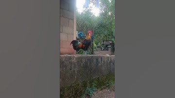 los peb saib qaib F2 ua ke nawb