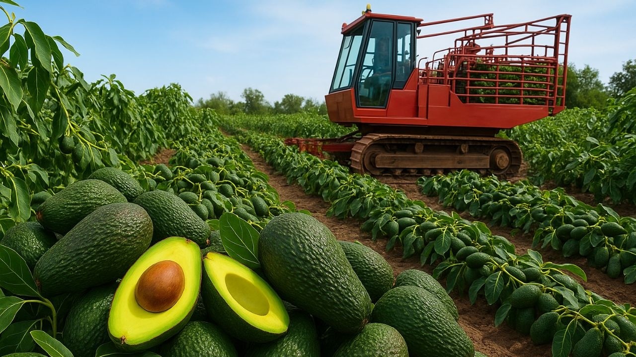 🥑 Hành Trình Trồng Và Thu Hoạch Bơ Của Nông Dân Mexico – Trái Cây Béo Ngậy Từ Thiên Nhiên!
