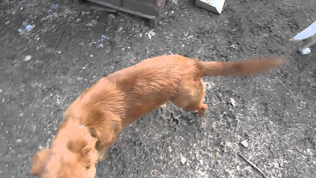 Lucky, the golden retriever mix