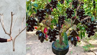 Unique Skill Grafting Java Plum Tree With Aloe Vera & chicken egg / how to grow java plum fruits