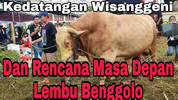Wisanggeni & Rencana Masa depan Lembu Benggolo ‼️ Kontes APPSI Jember 2022
