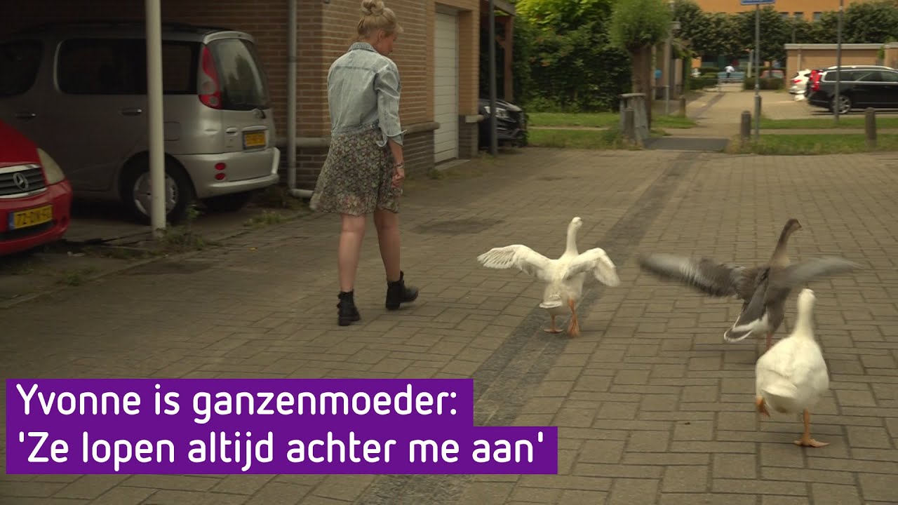 'Ik kon ze toch niet aan lot overlaten', zegt ganzenmoeder Yvonne