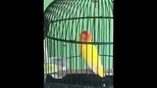 Download lagu Lovebird konslet ter santuy 😅