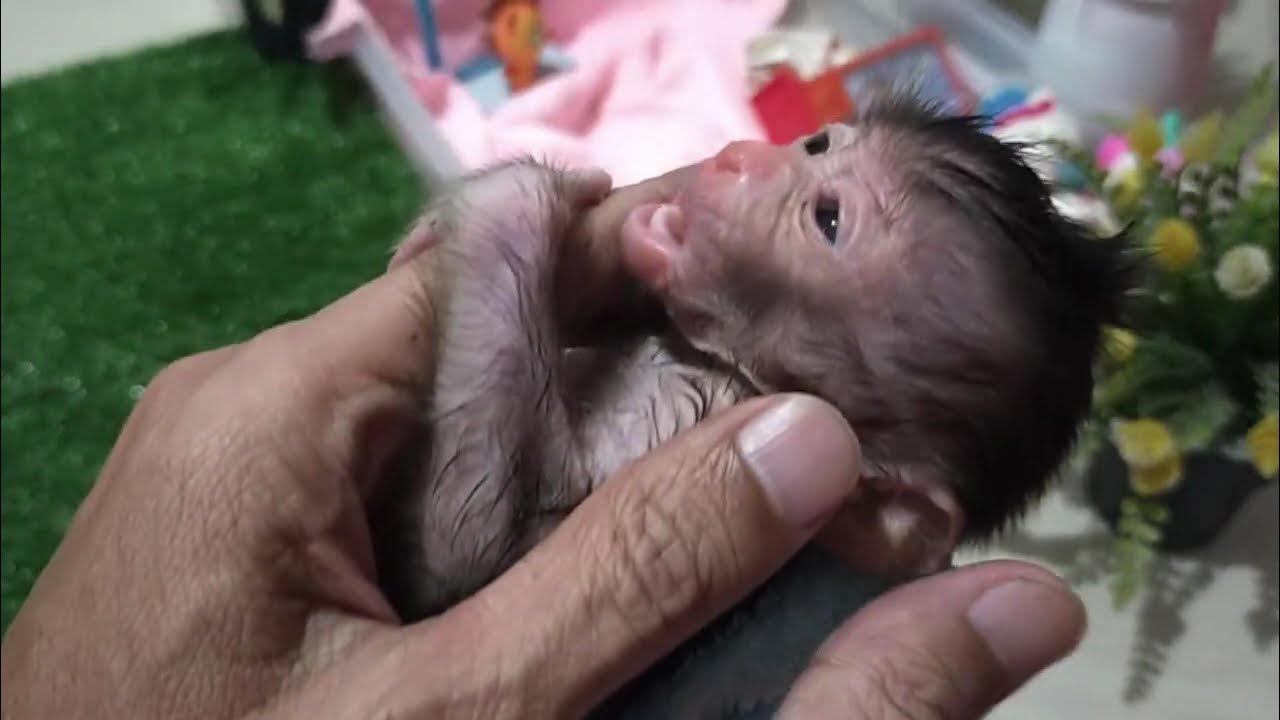 what-can-one-week-old-do-lovely-fauna-youtube-channel-youtube