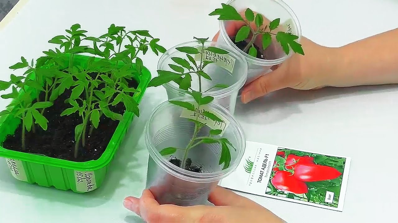 Насіння томатів сію в цей день! Точна дата посіву помідорів на розсаду.