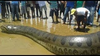 Biggest Snake Ever Giant Anaconda Sucuriju Boiuna Anoboa Sucuri Gigante