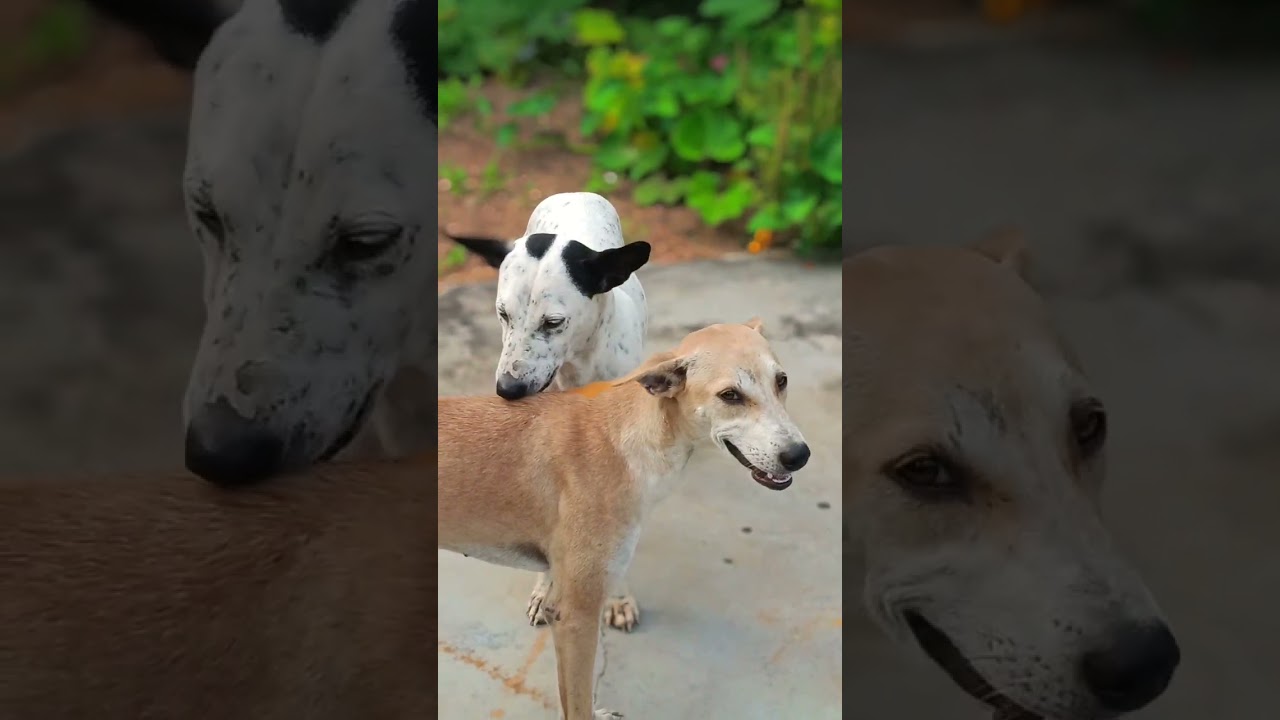 O Akash #dogshorts #dogcoach #dogbreed #dog #doggielife #dogowner #doglove #dogs #doglife #shorts