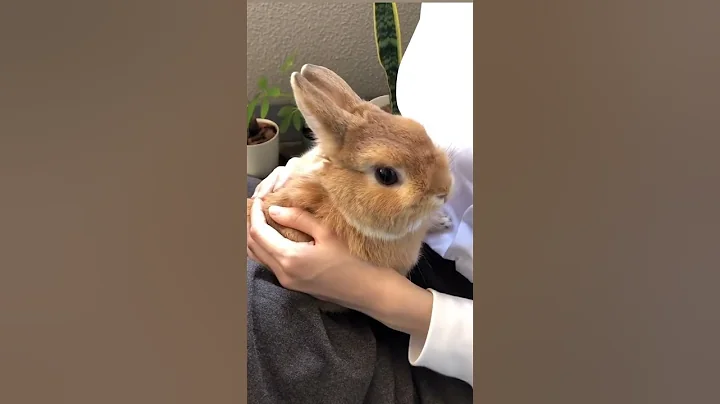 Does rabbit like hug ? #rabbit #bunny