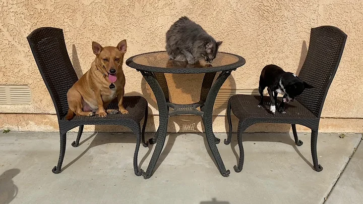 Professor Ginger, Axle, and Hanny and Measurement