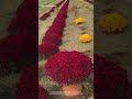 Root Ball Move! Giant Chrysanthemums Lifted in One Piece