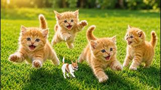 🐱🐶 Adorable Kittens Playing with Cute Puppies | Cute Cat Moments | Funny Animal Videos