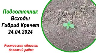 🌻Подсолнечник | Всходы | Кречет (Щелково Агрохим) | 24 апреля 2024