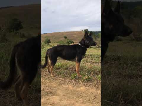 A Beautiful Example Of A Working Line German Shepherd Germanshepherd Workinglinegsd Gsd 