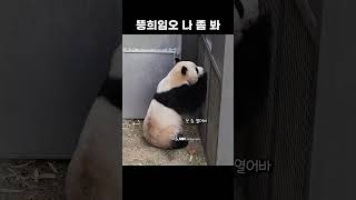 이모, 문 좀 열어 봐… 후이 여기 있어🐼(26.4.22)