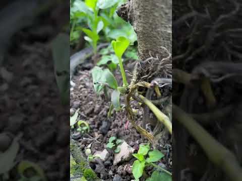 How amazing to grow orchids propagate plant fast and easy #3679