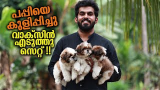 Puppies for Sale in Our Farm || Vickies Greeny