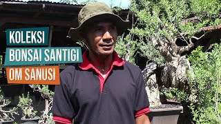 Koleksi Bonsai Santigi Om Sanusi Dari Rabakodo, Bima, NTB