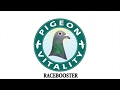 Racing pigeon  health tips and products  racing pigeon supplements