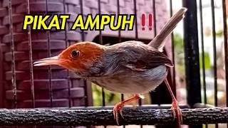 🔴 Pikatan Prenjak Tamu Gacor Bikin Burung Turun dari Pohon💥 SUPER AMPUH‼️ #prenjaktamu
