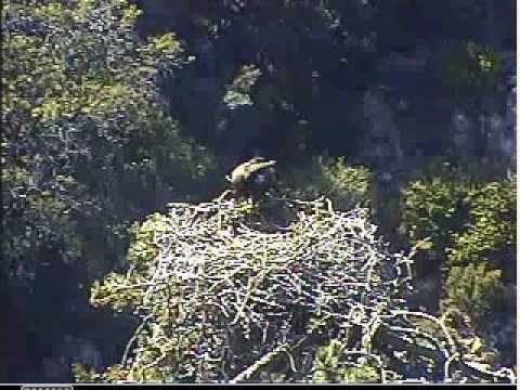PH--A69 Flies in to Steal A68's Fish