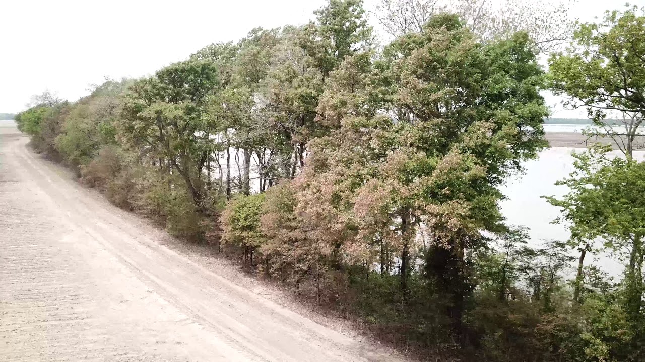 Dicamba Damage Raspberry Dicamba Damage - YouTube