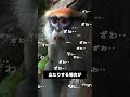 シイラの刺身はトロの味！でも食中毒には気をつけろ！　#シイラ