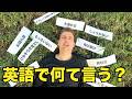日本語ではよく使うのに英語に訳せない言葉！ワシが訳すコツを教えたる！