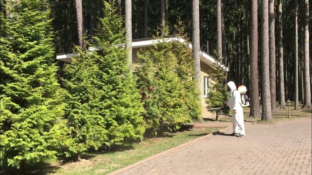 Обработка от короеда, мастер Дмитрий - YouTube