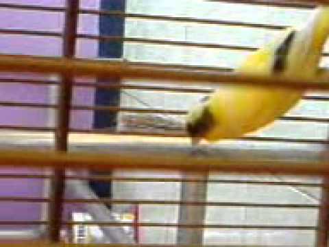 Free Download Suara Kenari Isian Ciblek