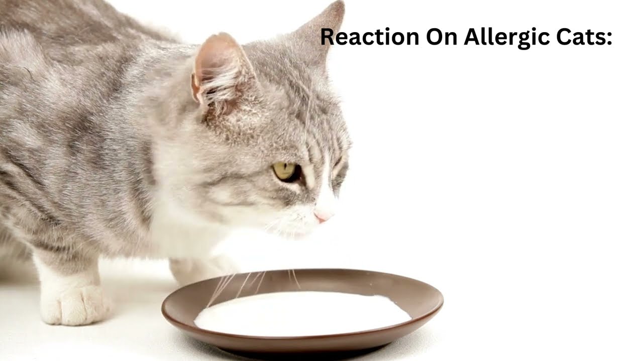 Kittens and Cat Parents: Is Unsweetened Almond Milk Safe?