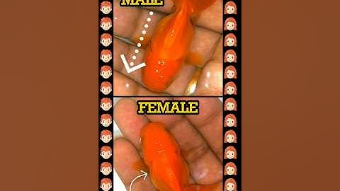 Gold fish Male Female எப்படி கண்டுபிடிப்பது 🤔🤔