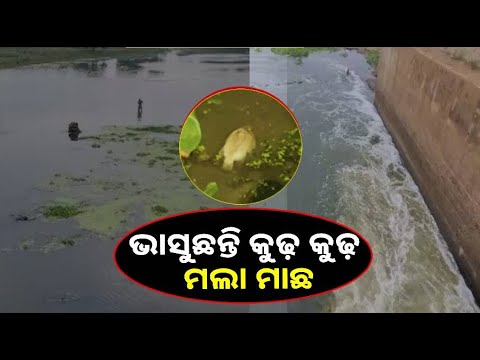ଆବର୍ଜନା ଓ ବର୍ଜ୍ୟବସ୍ତୁ ଯୋଗୁଁ ବିଷାକ୍ତ ହେଉଛି ରାଜୁଆ ନଦୀ, ପାଣିରେ ଭାସୁଛନ୍ତି ଶହ ଶହ ମଲା ମାଛ