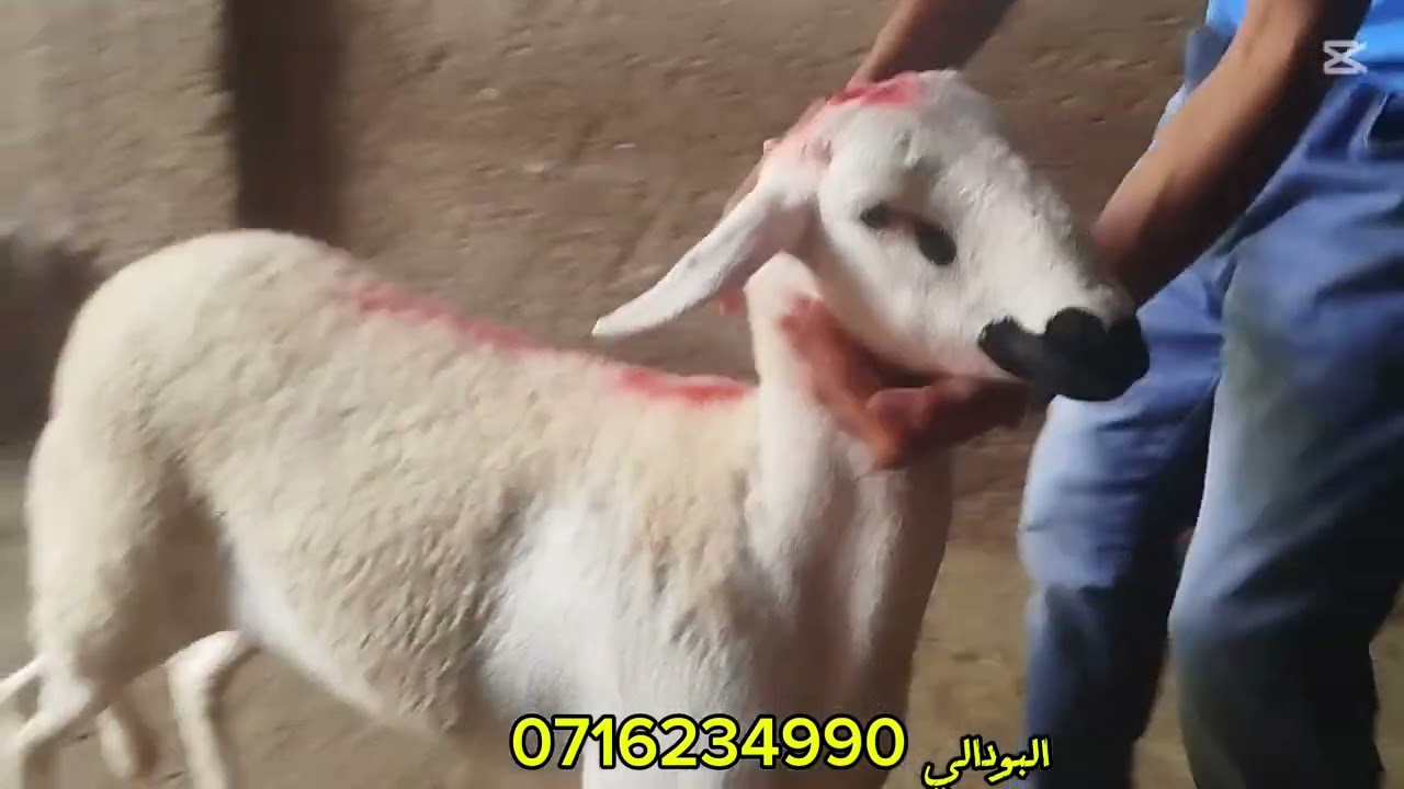 #غادي_نشارك معاكم 2 حوليات بدريات راس سوق #خميس_العطاوية بتاريخ 29/5/2025