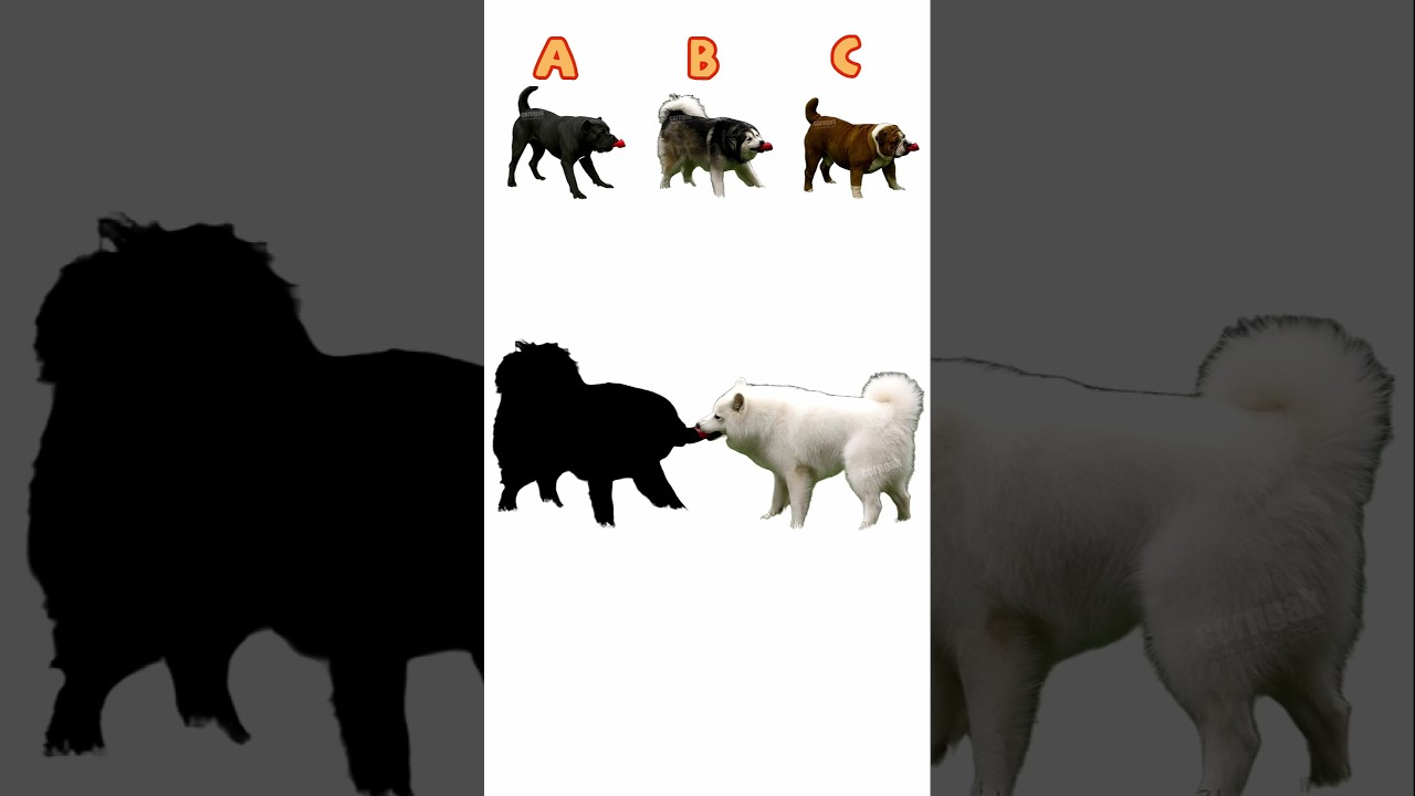 Tug of War Dogs Dusty Douglas Shadow Puzzle