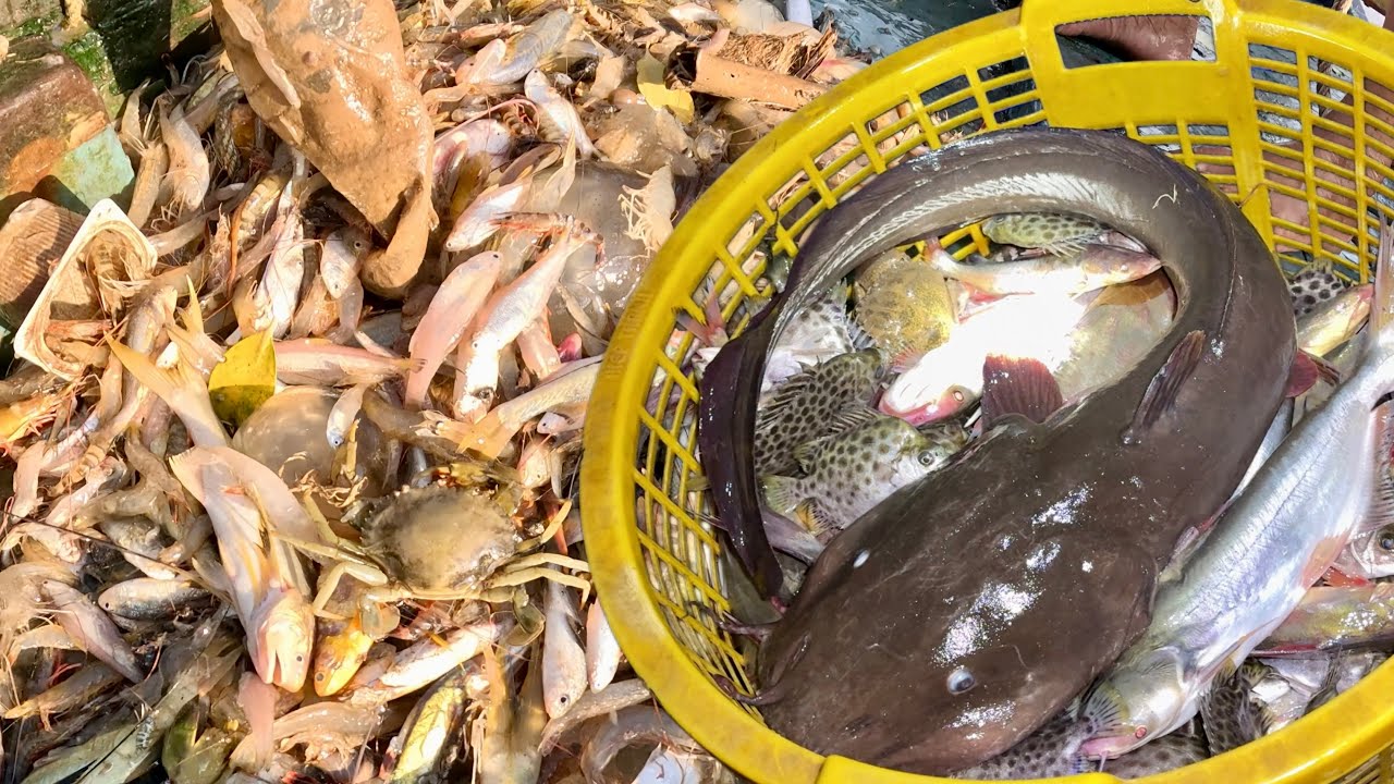 Chuyến Te Tôm Đầu Mùa Vô Mánh Nhiều Loại Cá Tôm| Cá Tôm Tươi Nấu Ngót Hành Cà Bữa Cơm Khuya Trên Ghe