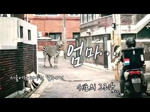 (눈물주의) 서울대공원 얼룩말 세로의 마음 [ feat. 라디(Ra.d) - 엄마 ] zebra seoul