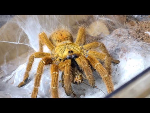 Video Cho Nhện OBT Ăn ( Feeding Orange Baboon Tarantula ) - youtube