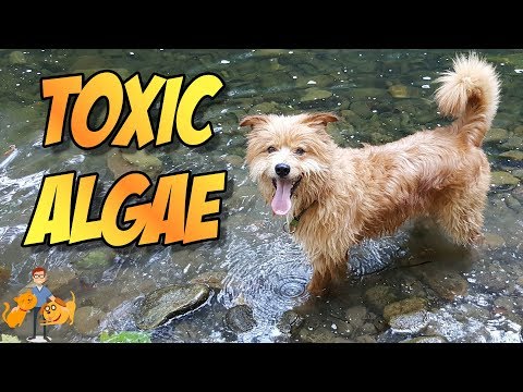 Dog Blue Green Algae Poisoning: a Deadly Summer Danger