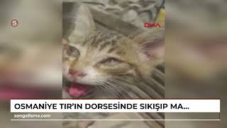 OSMANİYE TIR’ın dorsesinde sıkışıp mahsur kalan yavru kedi, kurtarıldı