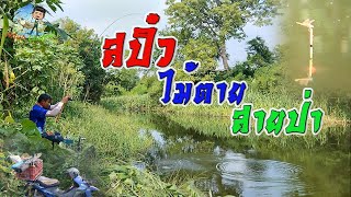 EP121 ตกปลาหมายธรรมชาติ ตกสปิ๋วคลองสาขาแม่น้ำป่าสัก ลพบุรี "ตกสปิ๋วหมายธรรมชาติ" #สปิ๋วไม้ตาย สายป่า