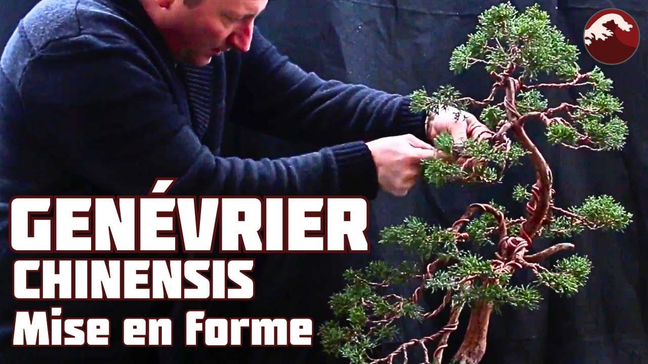 Je Forme un vieux Genévrier Chinensis 🌱 NEJIKAN BONSAI 🌱