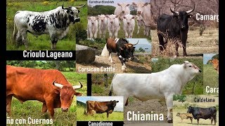 All Cow Breeds in the World - C - Cow pictures by smartonlineplayer 4,631 views 4 years ago 2 minutes, 22 seconds